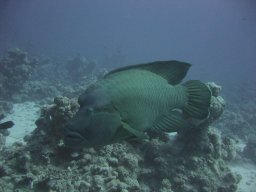 hamata_200711-12 072